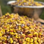 آجیل چهار مغز