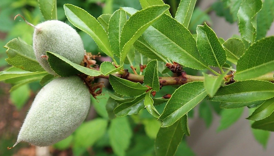 خرید بادام
